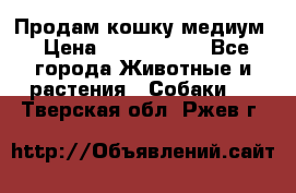 Продам кошку медиум › Цена ­ 6 000 000 - Все города Животные и растения » Собаки   . Тверская обл.,Ржев г.